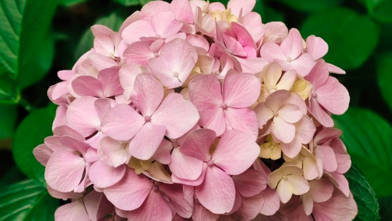 Pink Hydrangea Closeup