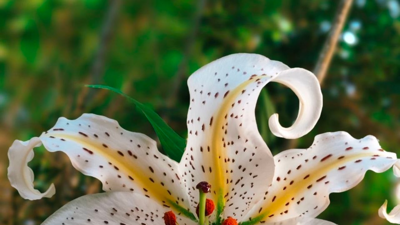 White Lily Bloom